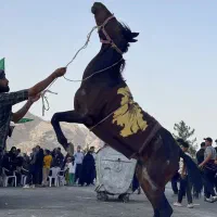 مادیان مناسب گاری