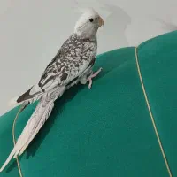 پرنده|پرنده|سیاهکل, |دیوار