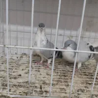 یه جفت بدرنگ|پرنده|قزوین, |دیوار