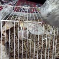 عروس هلندی|پرنده|رشت, دیانتی|دیوار