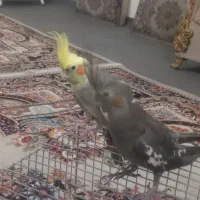 یک جفت عروس هلندی بالق|پرنده|قیدار, |دیوار