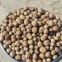 گردو تازه سامان بدون خرابی وپوک|خوردنی و آشامیدنی|نجف‌آباد, شهدای غربی|دیوار