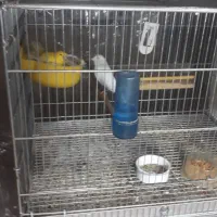 قناری|پرنده|برخوار, |دیوار