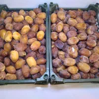 خرما رطب عسلی امساله