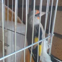 قناری و سهره|پرنده|اصفهان, رزمندگان|دیوار