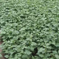 نیازمند کشاورزی اجاره ای