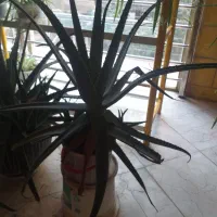 گل و گیاه اپارتمانی|گل و گیاه طبیعی|کرج, کوی کارمندان شمالی|دیوار