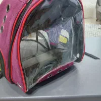 کوله پشتی سگ و گربه