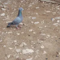 کبوتر‌ ‌ا‌ی‌س‌و‌ن‌و‌م
