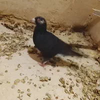 کارگاه