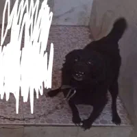 واگذاری سگ پاکوتاه