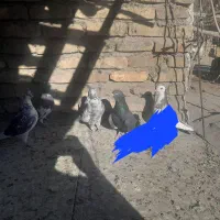 کفتر|پرنده|سیرجان, |دیوار