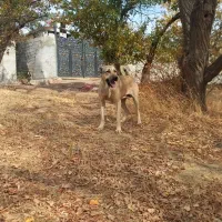 سگ سرابی|سگ|مهربان, |دیوار