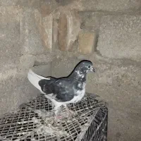 تکپر پرشی|پرنده|کلاله, |دیوار