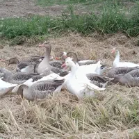 فروش غاز|حیوانات مزرعه|رشت, لاکان|دیوار