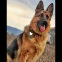 سگ ژرمن شپرد نر معاوضه با هرچی بکارم بیاد