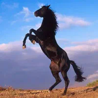 آموزش سوارکاری و عکاسی با اسب