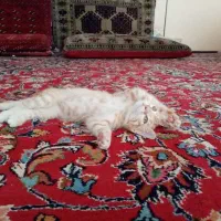 واگذاری بچه گربه ناز