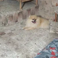 توله سگ پامر خرسی قیمت۱۰ میلیون|سگ|بندرعباس, |دیوار