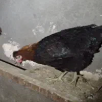 مرغ شش ماهه برای تخمگذاری