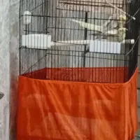 عروس هلندی مولد با ضمانت|پرنده|فردیس, شهرک شهید حسینی|دیوار