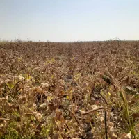 اجاره ۳۵ هکتار زمین کشاورزی چاه ۶ اینج دیزلی