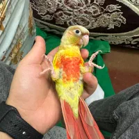 طوطی گرینچیک|پرنده|امامزاده عبدالله, |دیوار