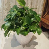 گل پتوس|گل و گیاه طبیعی|اصفهان, خانه اصفهان|دیوار