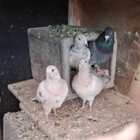 کبوتر جفتکاه|پرنده|مشهد, شهرک صنعتی توس|دیوار