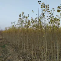 فروشی نهال و صنوبرستان|حراج|مهاباد (آذربایجان غربی), |دیوار