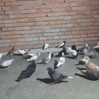 کبوتر رنگی وآلمانی مسافتی طوقی