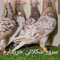 کفتر و کبوتر