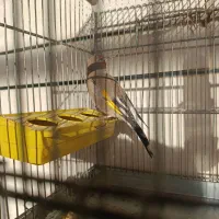 سهره کرمانی خونگی مست