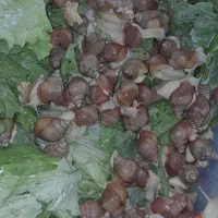 حلزون|خزنده|کوهسار (البرز), |دیوار