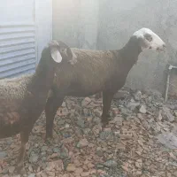 گوسفند کله سفید شیشک|حیوانات مزرعه|سیمین شهر, |دیوار