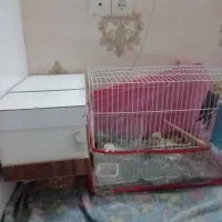 یک جفت ودوتا جوجه