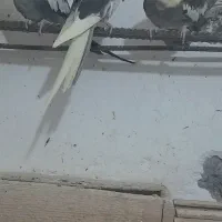 عروس هلندی|پرنده|رودسر, |دیوار