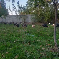 فروش بوقلمون محلی|حیوانات مزرعه|مشگین شهر, |دیوار