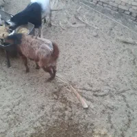 یک عدد بز و کره