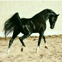 خرید وفروش انواع اسب قیمت مناسب