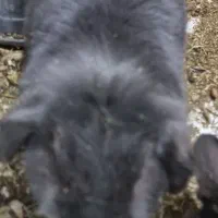 خرگوش از نژاد لپ|موش و خرگوش|بندرعباس, |دیوار