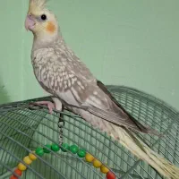 عروس هلندی گلباقالی رام و دستی