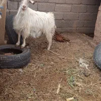 بز استاق چاق