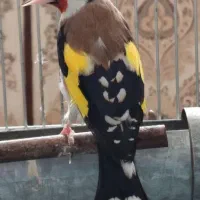 سهره قناری وسره دهن ایوب رحمتی