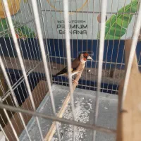 سهره مر جفتی