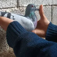 کبوتر|پرنده|نورآباد ممسنی, |دیوار