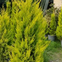 لاوسون ( کاج طلایی )|گل و گیاه طبیعی|شیرود, |دیوار