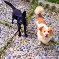 سگ پاکوتاه گمشده|حیوانات|ایزدشهر, |دیوار