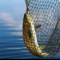 فروش طور میش ماهی نخی ارتفاع طور 60چشم قالب 4/5