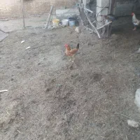 حیوآنات مزرعه